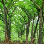 魔芋，减肥，通便