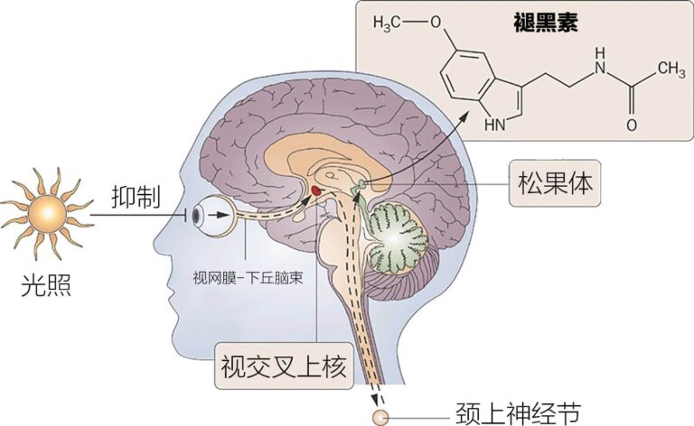 松果腺，褪黑素