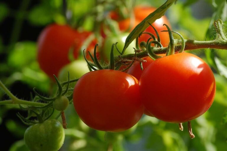 Tomatoes and Lycopene