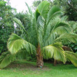 saw palmetto