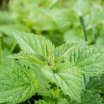 stinging nettle